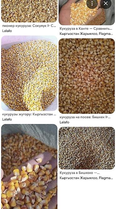 кукуруза скупка: Куплю кукуруза, жугору, жүгөрү. рушенный таза кургатылганын алабыз — 2