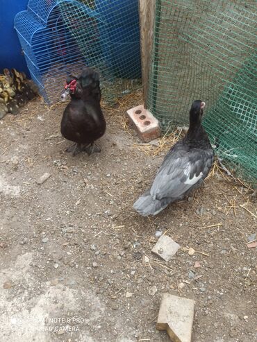 Другие с/х животные: Утята Индоутки Тяжёлая Линия. Индоутята. Фендибоберных Солидных — 11