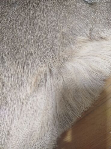 Yun: Təqdim olunan tebii ceyran dərisi əsasən açıq qəhvəyi və boz — 3