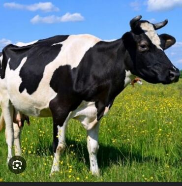 Коровы, быки: Самка, лет: 1, 150 кг, Для мяса, Самовывоз