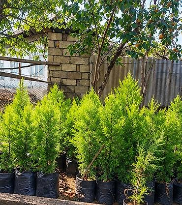 qaz yumurtasi: Thuja və kiparis fidanları – landşaft üçün iynəyarpaqlılar Məhsul: - — 5