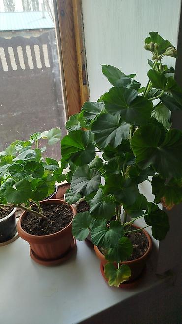 Герани и пеларгонии: Сортовой герандар сатылат. Баасы келишим турдо 300 сомдон жогору. - — 2