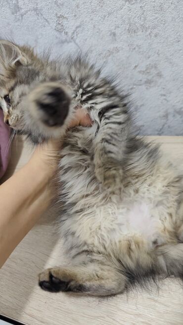 Pişiklər: Britan, Dişi, Yaxşı əllərə, Ödənişli çatdırılma — 5