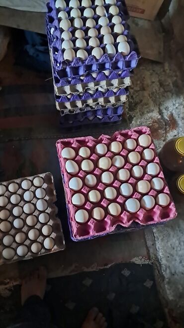 Bitki yağı: Serebris və yerli toyuqlar yumurtası satılır 95% mayalı Səlyan rayonu