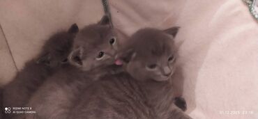 Pişiklər: Britan, Erkək, Dişi — 8