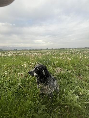 Продажа собак: Кокер-спаниель, 1 год, Самка, С прививкой — 1