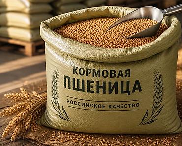 Кормовая пшеница 5 класса | Россия | Опт и розница | Россыпью и в