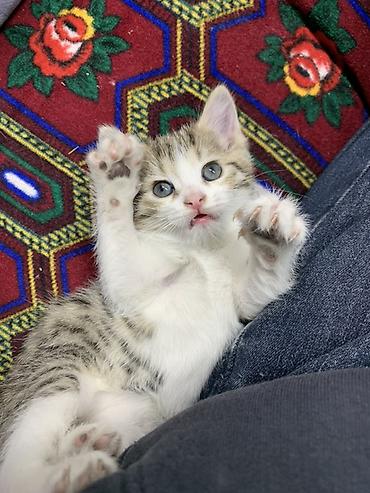 большая кошка: Отдаем котенка в добрые руки!!! котенок девочка - возраст 1–2 месяца — 3