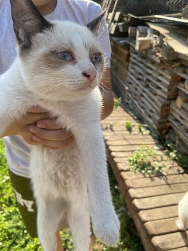 домик для животных: Сиамская, 6 месяцев, Мальчик, Биколор, Приучена к лотку