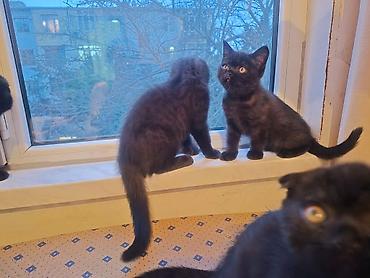 Pişiklər: Şotland — 7