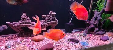 Akvariumlar: Zavod akvarium 330 litr olcusu 1.20 60.45 her seyi var bahali baliqlar — 1