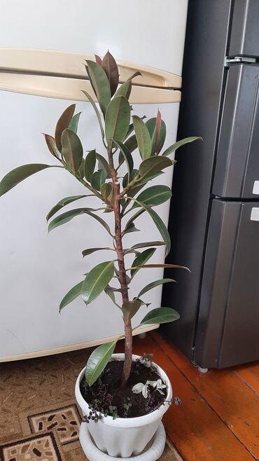 вазы дордой: Фикус высота 75 см, с горшком 90 см. 1000 сом
Кара-Балта