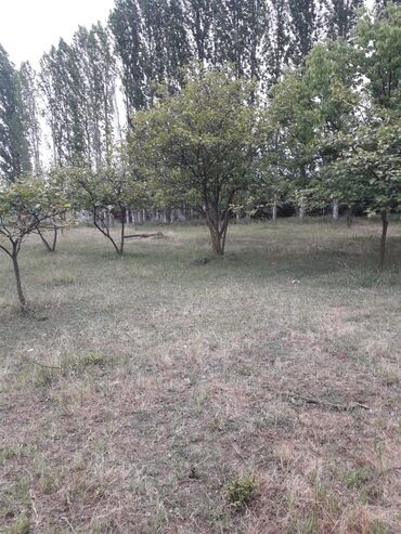 torpaq xacmaz: 20 sot, Kənd təsərrüfatı, Mülkiyyətçi, Kupça (Çıxarış)