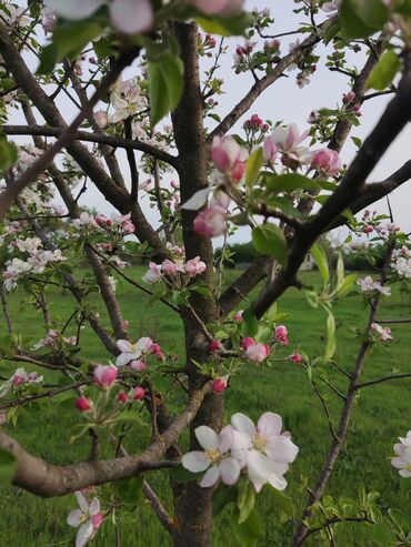 Torpaq sahələrinin satışı: 25 sot, Tikinti, Mülkiyyətçi, Kupça (Çıxarış) -da lalafo.az — 3 Torpaq sahələrinin satışı: 25 sot, Tikinti, Mülkiyyətçi, Kupça (Çıxarış) — 3