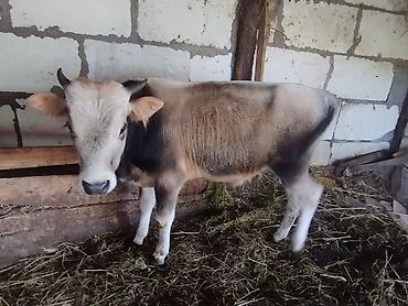 tap az qusar heyvanlar: Dana, buzov, Erkək, ay: 1, Ətlik — 4