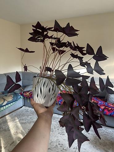 Декоративное комнатное растение Oxalis triangularis (кислица