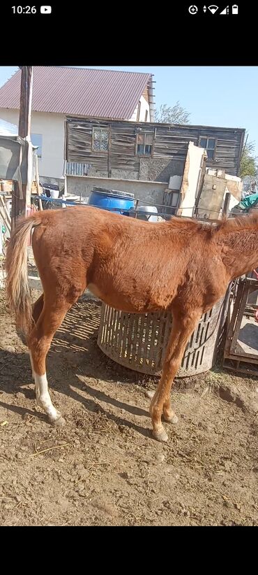 показы 1 354 72 договорная кошка даром британская короткошёрстная 1 год мальчик метис 2 позвонить написать: Продаю | Жеребенок | Для разведения