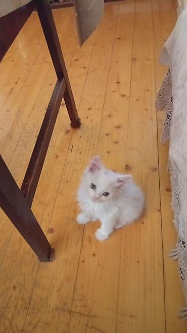 Pişiklər: 🐾 Şotland uzun tüklü pişik balaları — erkək və dişi 9 həftəlik iki — 3