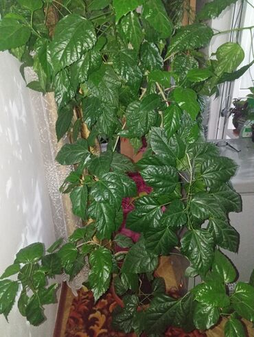 камелия комнатная купить: Гибискус- китайская роза,Крупное комнатное растение с глянцевыми