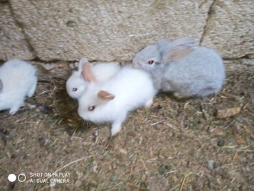 Dovşanlar: Kərlik ucuz qiymətə dovşanlar satılır krolik karliklar tüklü şir baş — 4