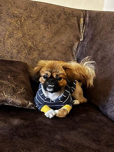 bala pişiylər: Pekines, Erkək — 2
