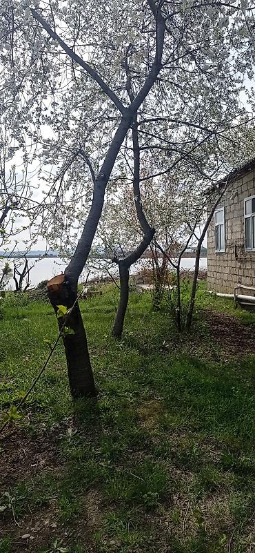 Torpaq sahələrinin satışı: 14 sot, Tikinti, Mülkiyyətçi, Kupça (Çıxarış) -da lalafo.az — 27 Torpaq sahələrinin satışı: 14 sot, Tikinti, Mülkiyyətçi, Kupça (Çıxarış) — 27