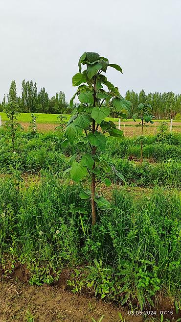 Другие декоративные деревья: Продается морозостойкие сорта саженцев павловнии, выращеннын из — 11