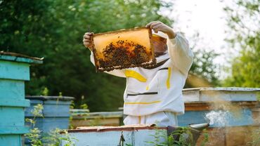 ari satisi: Arı satışı
Bakfast arı ailəsi satılır
Məlumat üçün zəng edin