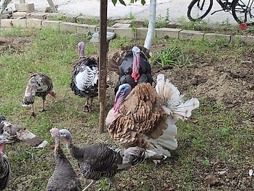 brolyer: Hinduşka balaları və damazlıqvə ətlik 6-8kilo ət veren hinduşkalar — 4
