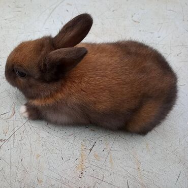 Dovşanlar: Ev dovşanı balaları satılır. Karlik(cırtdan) cinsi. Sağlam və — 13
