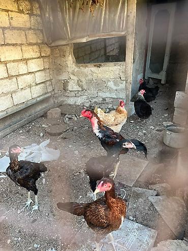 xarkov toyuqları satışı: 4 herati 3 toyuq satilir unvan mastaga .herati 25 manata toyuqlar 10 — 2