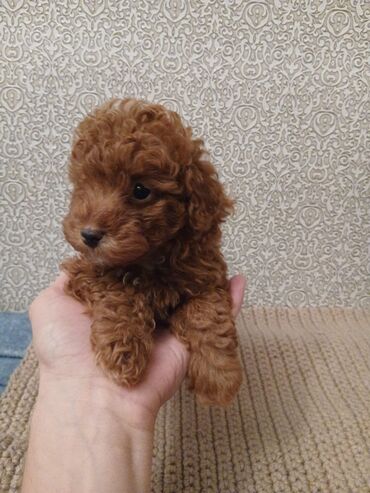 İtlər: Pudel, 2 ay — 10