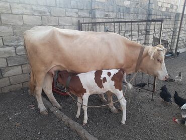 cins ineklerin qiymeti: Dişi, Holsteyn, Simental, il: 1, Damazlıq, Südlük, Ətlik, Ünvandan götürmə, Ödənişli çatdırılma, Rayonlara çatdırılma