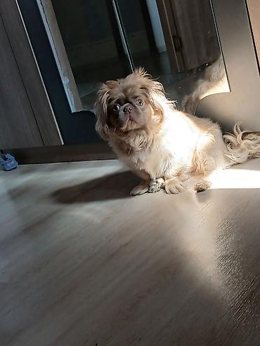 balaca it qiymetleri: Salam satılır 300 azn pekines itdi yükü karişnvi renk butun iyneleri — 6