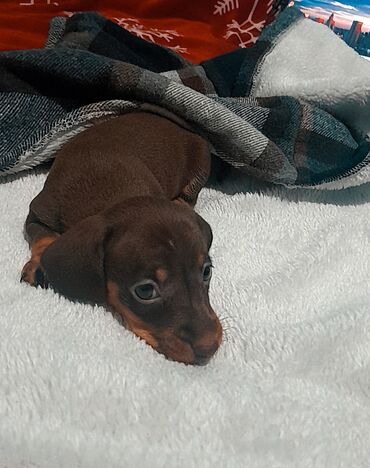 продам щенка: Такса, 1 месяц, Самка