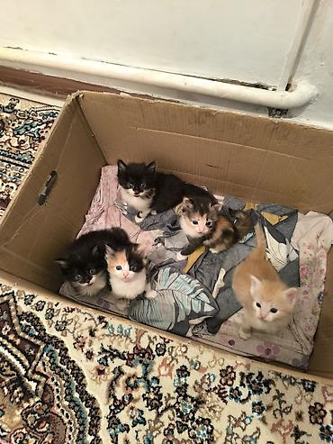 кошка девочка: Котята-домоседы, помет из 5 малышей. Окрас на выбор: - триколор — 4