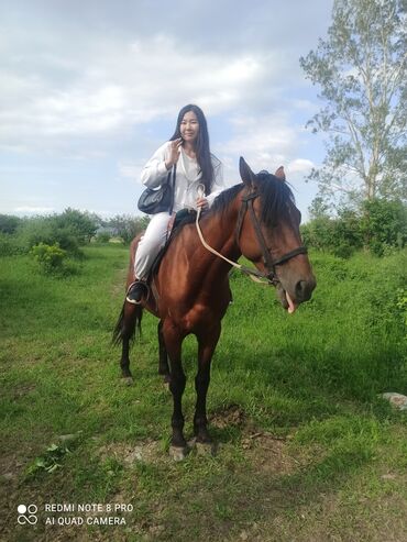 Туристические услуги: Конный Туризм Прокат лошадей обучения верховой езде организация — 11