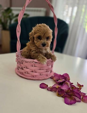 stenci maltezera: Preslatki maleni MALTIPOO stenci, spremni su za preuzimanje. Jako — 3