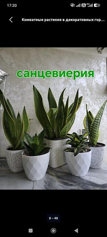 цветы красивые: Мини-композиция из суккулентов и кактусов в прозрачной банке. Отличный — 7