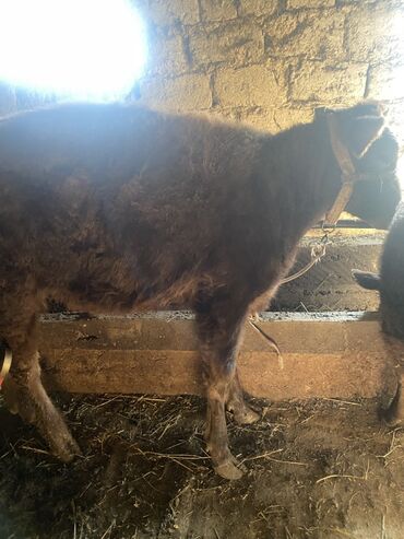 Коровы, быки: Продаю | Музоо, торпок | Полукровка | На откорм | Привязанные — 7