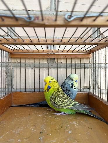 Птицы: Попугаи: Ожереловые (экзоты), Неразлучники и Волнистые ​Описание — 9