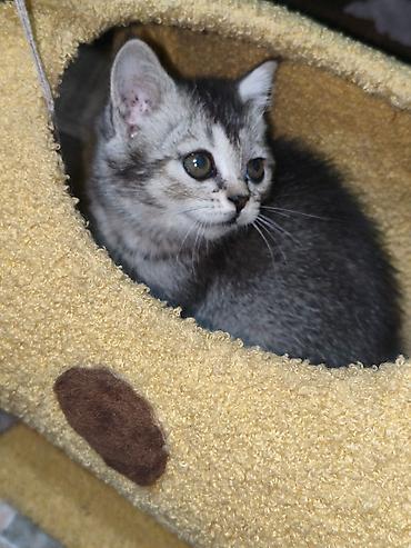 котята шотландской породы: Скотиш Страйт (Шотландская прямоухая), 2 месяца, Девочка, Серебристая шиншилла — 5
