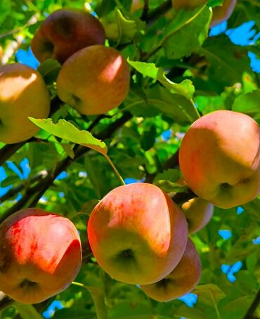оптовые цены на продукты питания в бишкеке: Алмалар