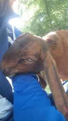 Süd: Keci sudu satilir.Qiymeti 3 manat.catdirilma var(odeniwli)!!Baki wheri — 8