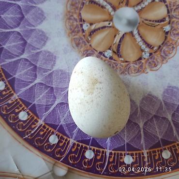 Qida məhsulları: Təbii hinduşka yumurtası mayalı ağ Kanada sortu - Kiçik ölçülü, oval — 1
