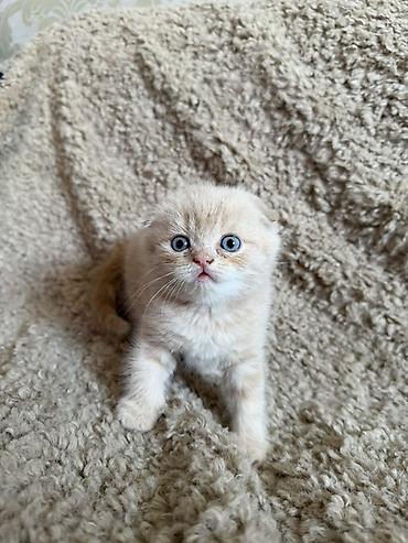 кошка потеряна найдена в бишкеке: Знакомьтесь с нашими очаровательными шотландскими вислоухими котятами — 1