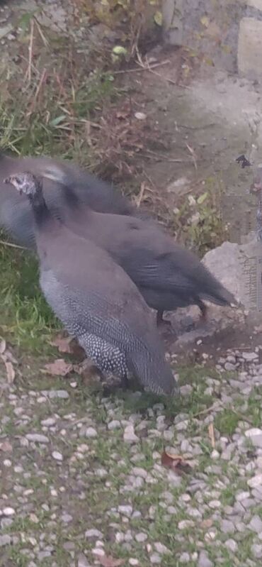 домики для кошек: 5 aylıq sebziler iksi 34