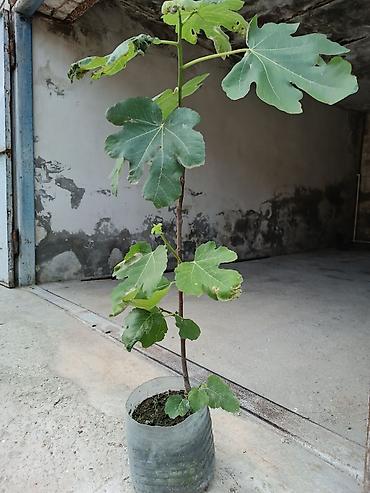 palid agaci: Məhsul: Qabda böyüdülmüş əncir tingləri Təsvir: - Növ: Encir (Ficus — 4