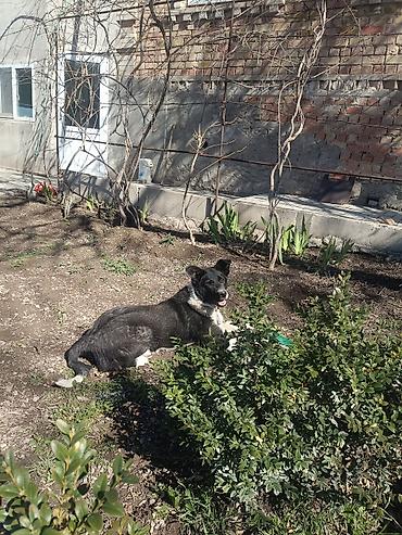 Продажа собак: Колли, 7 месяцев, Самец — 9