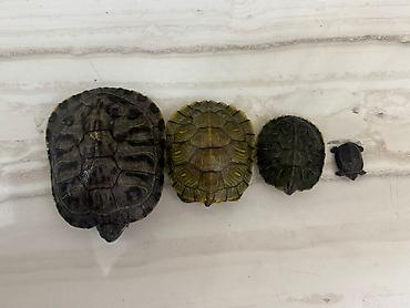 Другие с/х животные: Красноухие черепахи разные размеры - В наличии несколько особей, на — 3